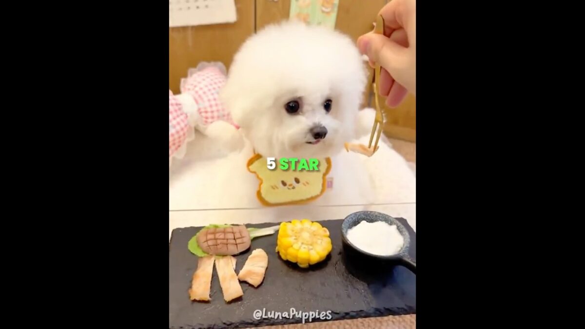 This Puppy Has The Best Morning Routine 💅❤️ #shorts