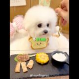 This Puppy Has The Best Morning Routine 💅❤️ #shorts