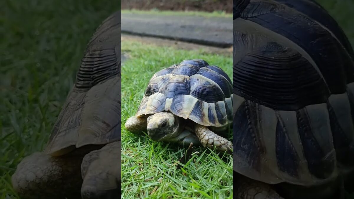 This is How My Tortoise Greets Every Morning ☀️ | Grazing ASMR