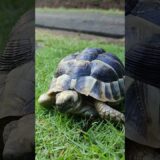 This is How My Tortoise Greets Every Morning ☀️ | Grazing ASMR