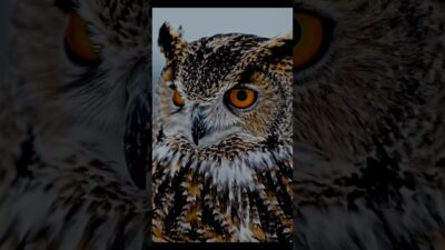 owl sound nature  #asmr #owl #birds #naturesounds #shorts  #wildlife #sciecne