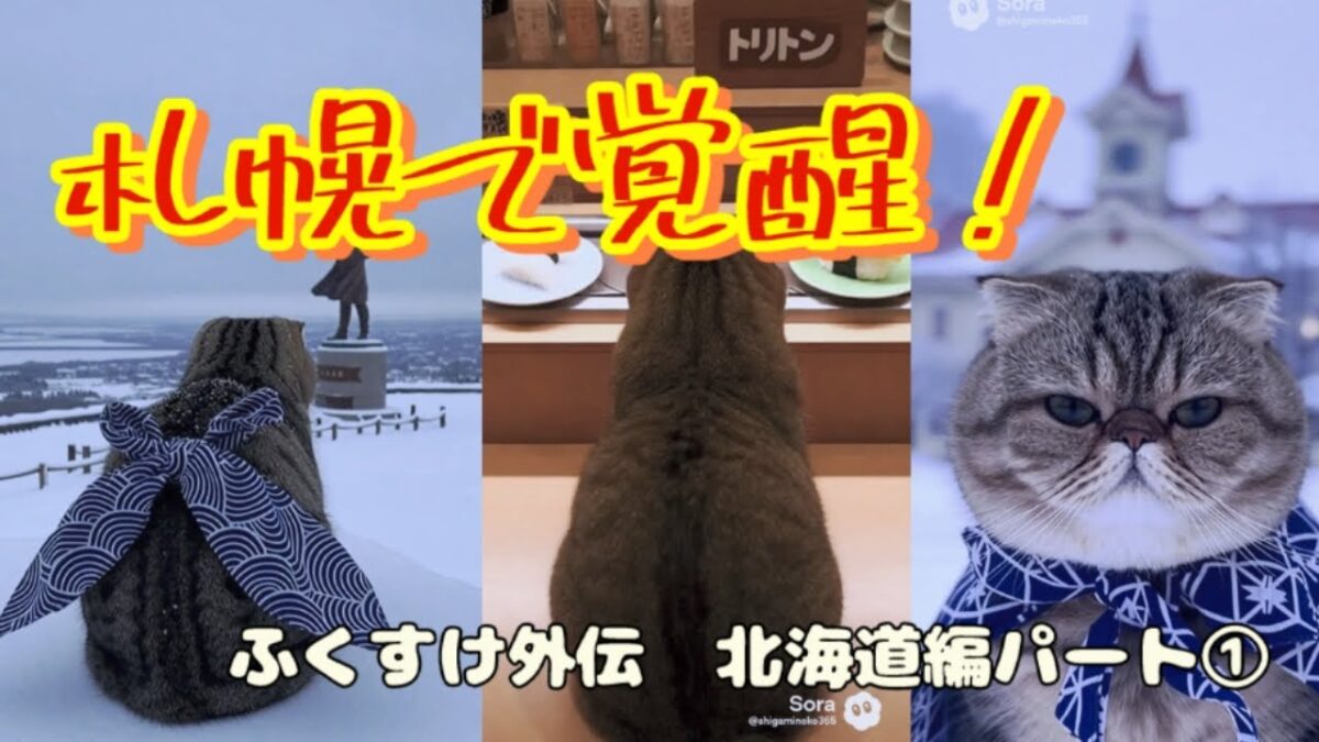 【北海道編】札幌で覚醒するふくすけ！しがみ猫の名場面まとめ【ショート総集編①】