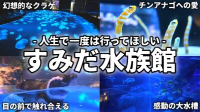 【最高】東京観光で絶対行くべきオススメ水族館｜すみだ水族館【水族館マニア徹底解説】