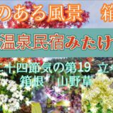 花のある風景🍁山野草　箱根　立冬　♨️温泉民宿みたけ　#花のある風景 #山野草 #花風景 #民宿 #温泉 #箱根小涌谷 #宮ノ下温泉 #一人旅 #源泉掛け流し #温泉 女子　#山歩き #温泉民宿みたけ