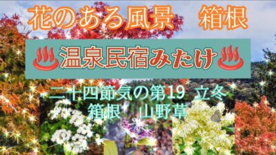 花のある風景🍁山野草　箱根　立冬　♨️温泉民宿みたけ　#花のある風景 #山野草 #花風景 #民宿 #温泉 #箱根小涌谷 #宮ノ下温泉 #一人旅 #源泉掛け流し #温泉 女子　#山歩き #温泉民宿みたけ