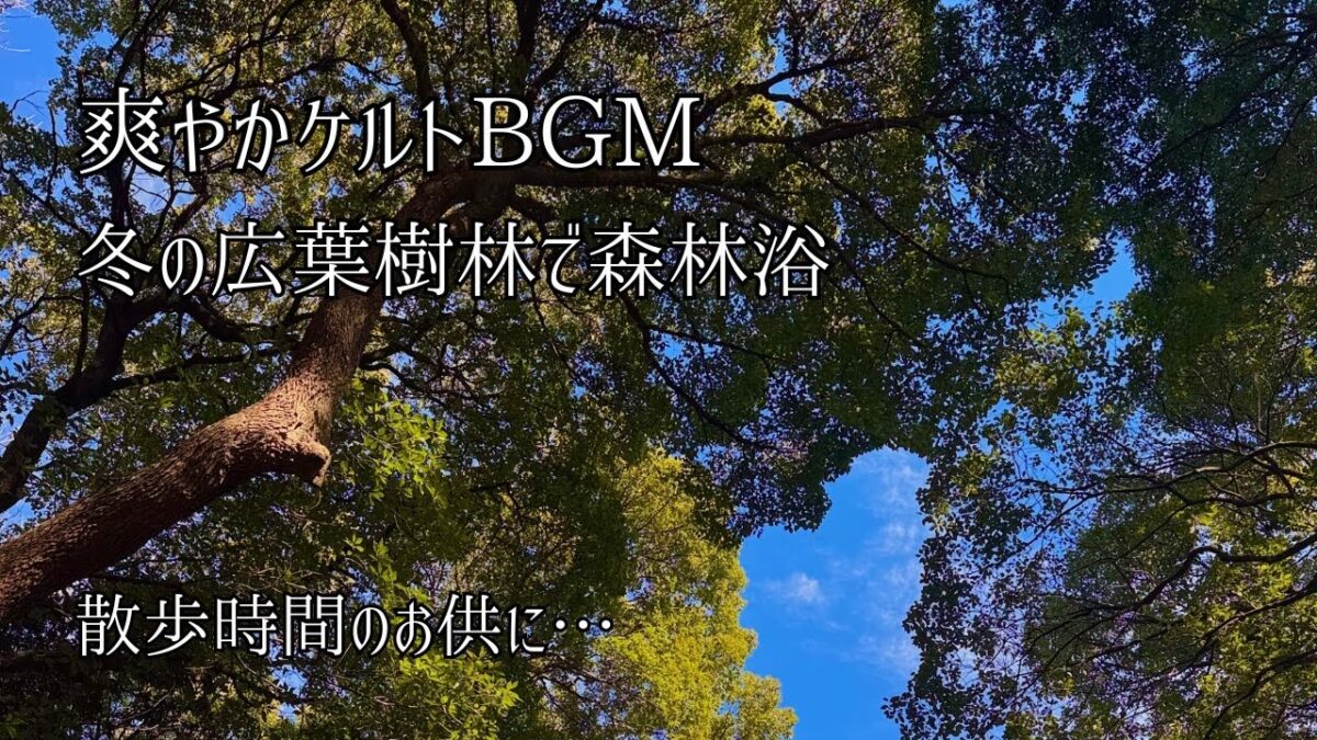 【爽やかケルトBGM】冬の広葉樹林で森林浴 / 木々の隙間から仰ぐ青空と澄んだ空気・心を整える朝の散歩道・リフレッシュ作業用BGM