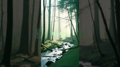 ♪【森林浴BGM】020♪ #リラクゼーション #癒し