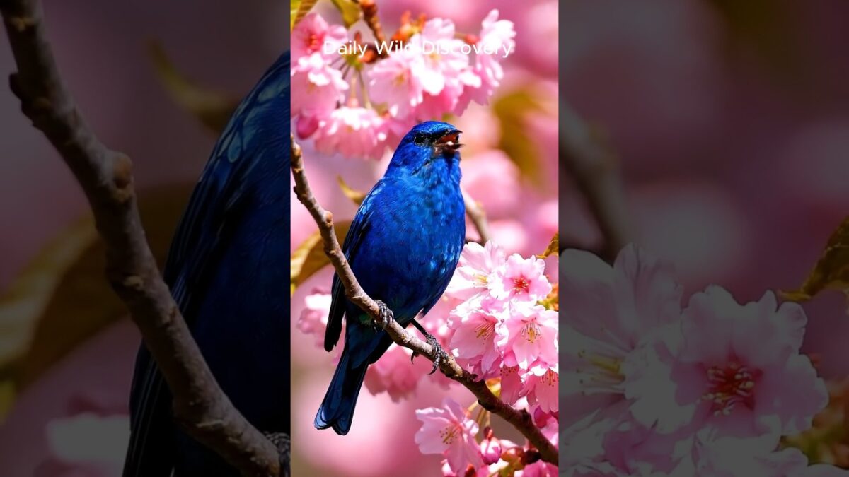 Beautiful Blue Birds Singing 💙 Cherry Blossoms & Nature ASMR #top #short #bird