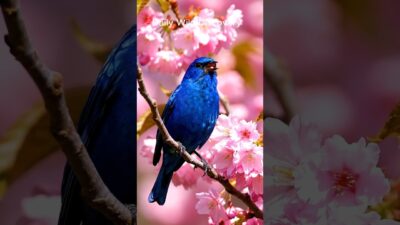 Beautiful Blue Birds Singing 💙 Cherry Blossoms & Nature ASMR #top #short #bird