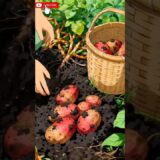 Cozy Ghibli Nature ASMR 🦆🌾 | Soft Aesthetic Village Vibes#shorts#ghibli#anime#asmr#youtubeshorts