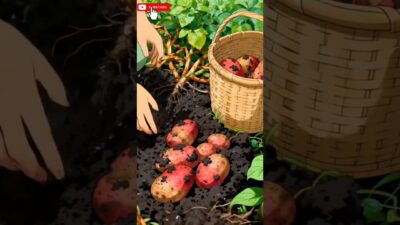 Cozy Ghibli Nature ASMR 🦆🌾 | Soft Aesthetic Village Vibes#shorts#ghibli#anime#asmr#youtubeshorts