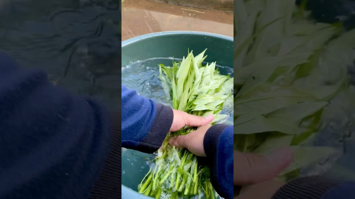 Cuci Bersih ☺️ #agriculture #relaxing #nature #asmr #farming #villagelife #minivlog #shorts #vegan