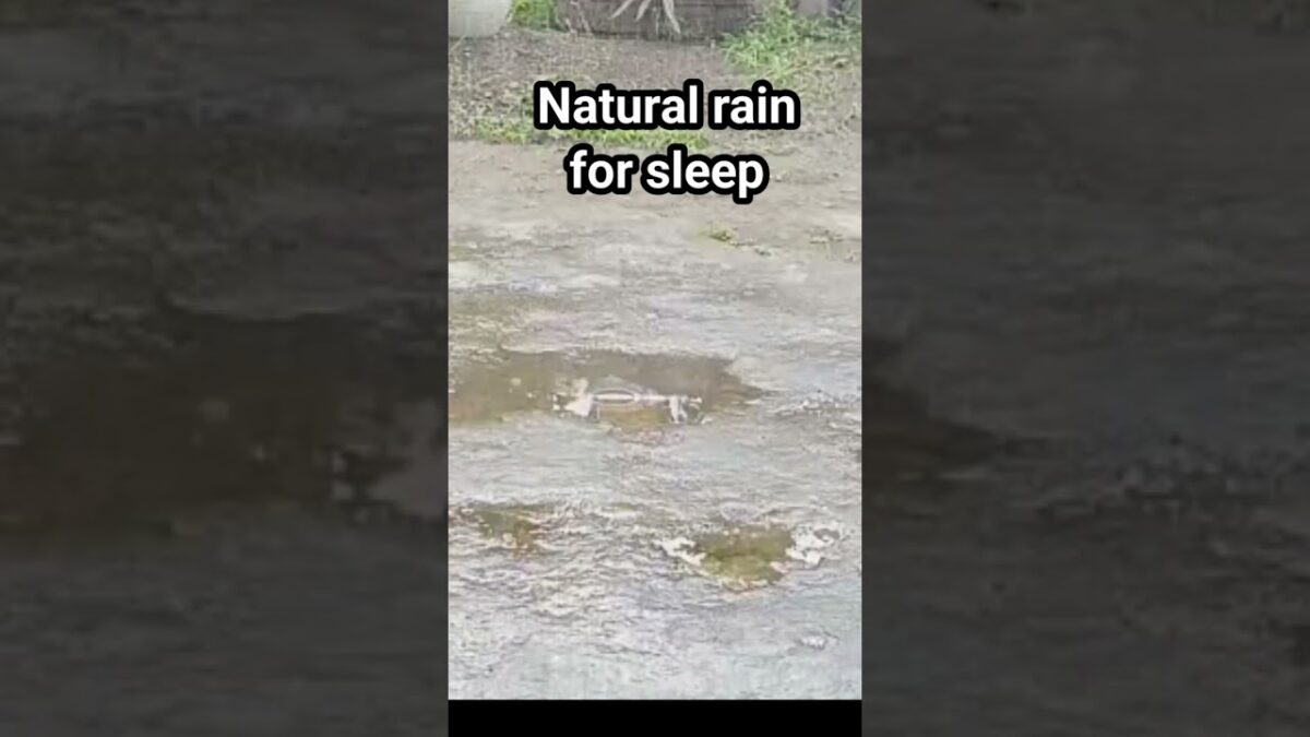 Nature rain for sleep #nature #rain #gentlerain #asmr