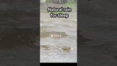 Nature rain for sleep #nature #rain #gentlerain #asmr