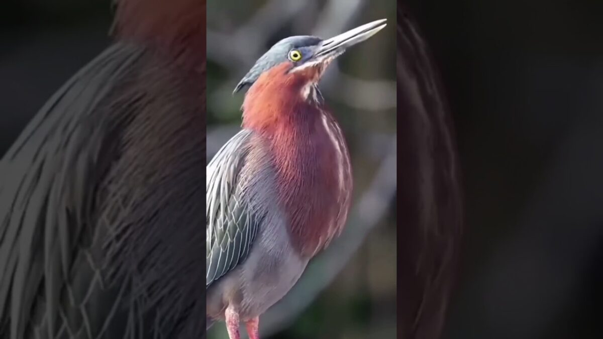 Peaceful Birds Sounds for Relaxation 🐤 | Nature ASMR Shorts #youtubeshorts #animals #nature