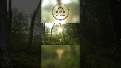 Peaceful Forest Bird Sounds 🐦🌲 | Nature ASMR #Shorts