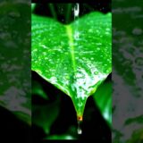 RAIN SOUNDS FOR DEEP SLEEP 🌧️💤 | Nature ASMR #shorts #asmr