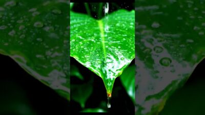 RAIN SOUNDS FOR DEEP SLEEP 🌧️💤 | Nature ASMR #shorts #asmr