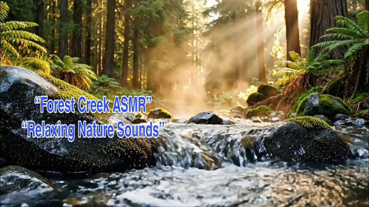Relaxing Nature ASMR 🌿 Forest Creek & Morning Sunlight Sounds