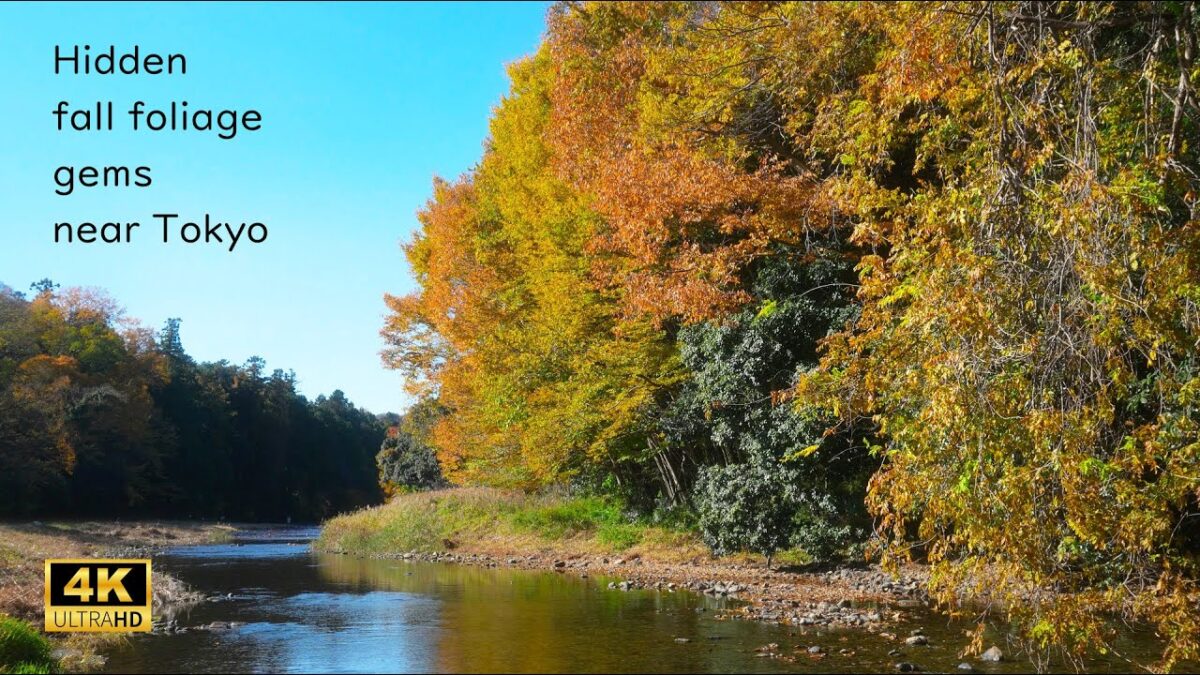 Saitama, Japan🍁Hidden fall foliage gems near Tokyo | 4K Relaxing Walk