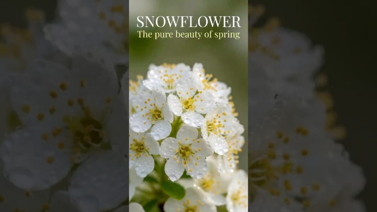 Snow Mai Blossom Close-Up Pure Magic #flowers #nature #asmr