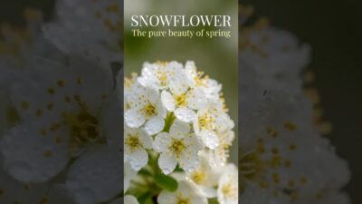 Snow Mai Blossom Close-Up Pure Magic #flowers #nature #asmr
