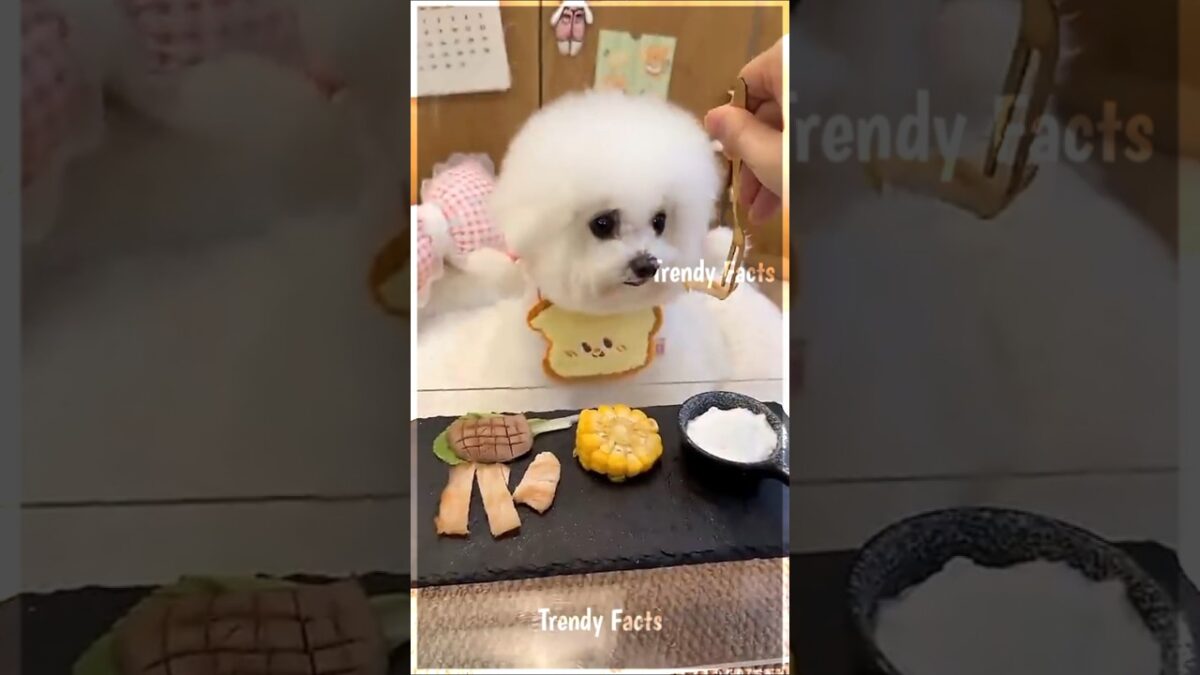 This Puppy’s Perfect Morning Routine 🐶☀️ #Shorts #Viral