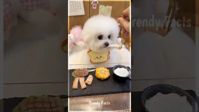 This Puppy’s Perfect Morning Routine 🐶☀️ #Shorts #Viral