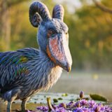 Top 100 Strangest Wetland Birds in the World | 4K Nature ASMR Sound