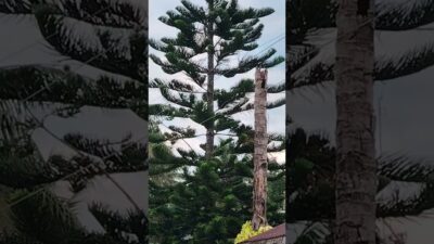 ang haba ng ponong kahoy#shortsvideo #shortsviral #nature #asmr