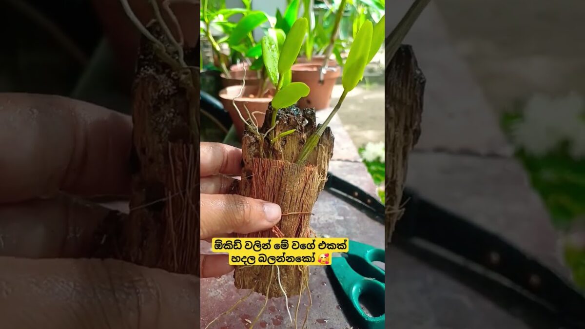 ඕකිඩ් වලින් මේ වගේ එකක් හදල බලන්නකෝ 🥰👌 #flowers #nature #asmr #orchid #Dendrobium #garden #freedom