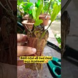 ඕකිඩ් වලින් මේ වගේ එකක් හදල බලන්නකෝ 🥰👌 #flowers #nature #asmr #orchid #Dendrobium #garden #freedom