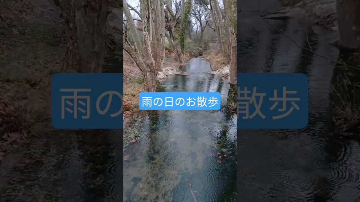 雨の中のお散歩🐕️ #雨 #雨音 #自然 #自然音 #rain #rainyday #nature #river #shorts #cozy #rainy #shortvideo #weekend