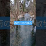 雨の中のお散歩🐕️ #雨 #雨音 #自然 #自然音 #rain #rainyday #nature #river #shorts #cozy #rainy #shortvideo #weekend