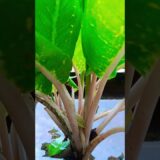 relaxing video #asmr #naturelovers #motivation