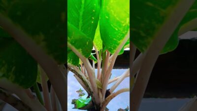 relaxing video #asmr #naturelovers #motivation