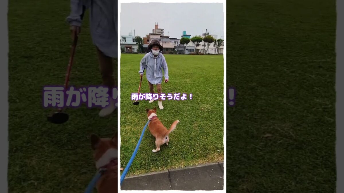 朝の愛犬散歩#雨が降ってきたぞ！#雨の日