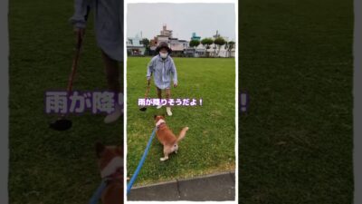 朝の愛犬散歩#雨が降ってきたぞ！#雨の日