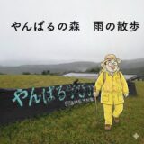 沖縄 国頭村 やんばるの森 雨散歩