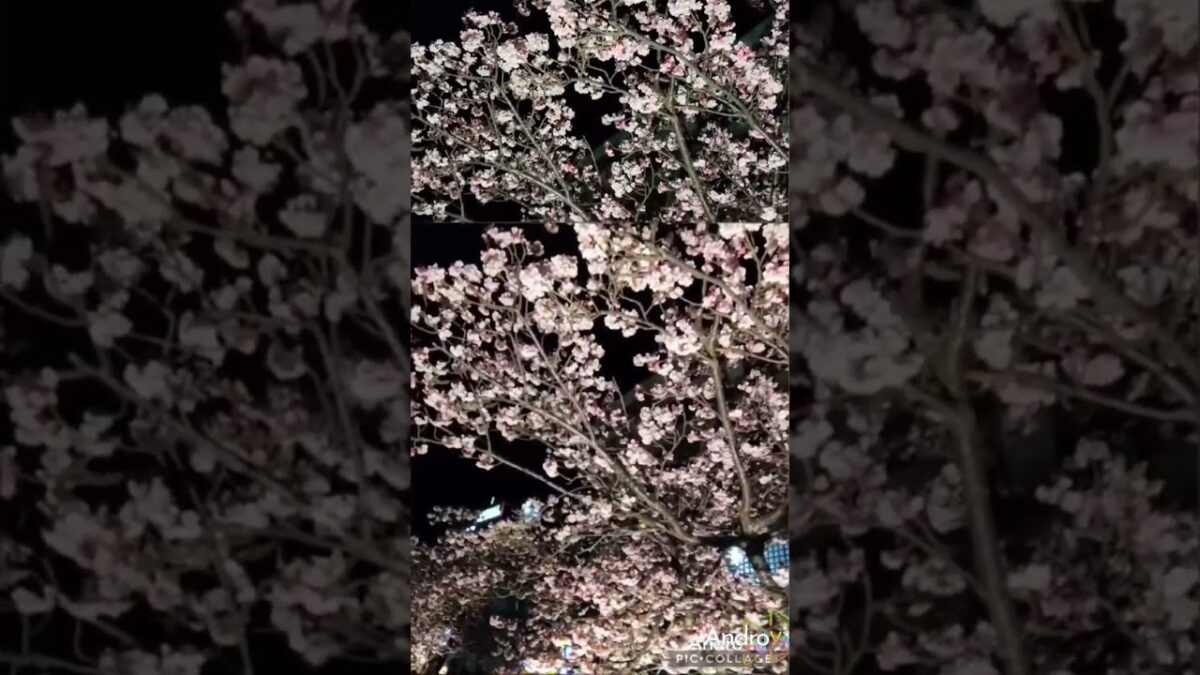 熱海温泉♨️🍶一人旅🚃あたみ桜🌸糸川桜まつり🌸✨日本一早い開花🌸ピンク色から紅色の彩り🌸ライトアップ✨2026年1月30日✨