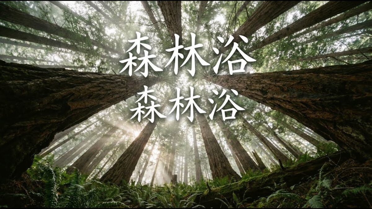 🌲 2026森林浴BGM｜大自然的白噪音與民謠 🍃｜徒步・寫作・放空 ✨｜讓肺呼吸新鮮空氣 🌲｜#森林音樂 #療癒