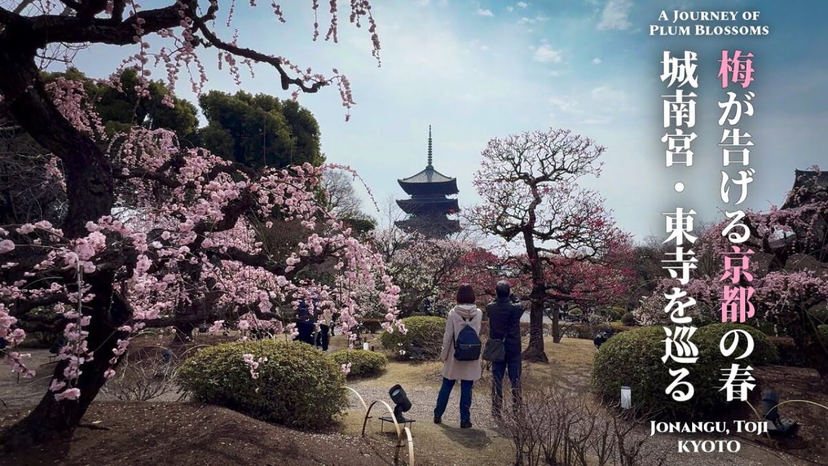 梅が告げる、京都の春 ― 城南宮・東寺を巡る小さな旅 ―｜4K