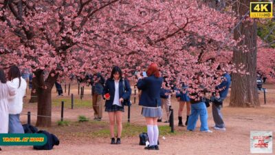 4K HDR Japan Cherry Blossoms travel 2026 | Kawazu Sakura（河津桜）in Yoyogi Park | Relaxing City ambience