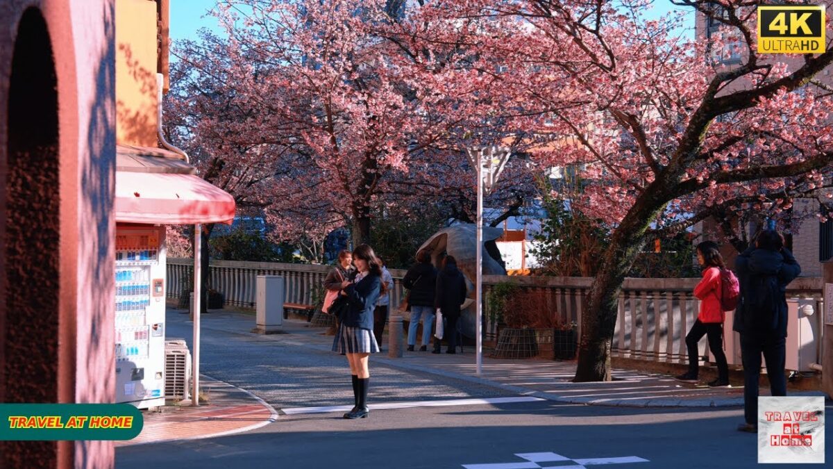 4K HDR Japan travel 2026 | Walking Among Tokyo’s Earliest Cherry Blossoms in Atami（熱海）| Japan Spring