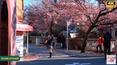 4K HDR Japan travel 2026 | Walking Among Tokyo’s Earliest Cherry Blossoms in Atami（熱海）| Japan Spring