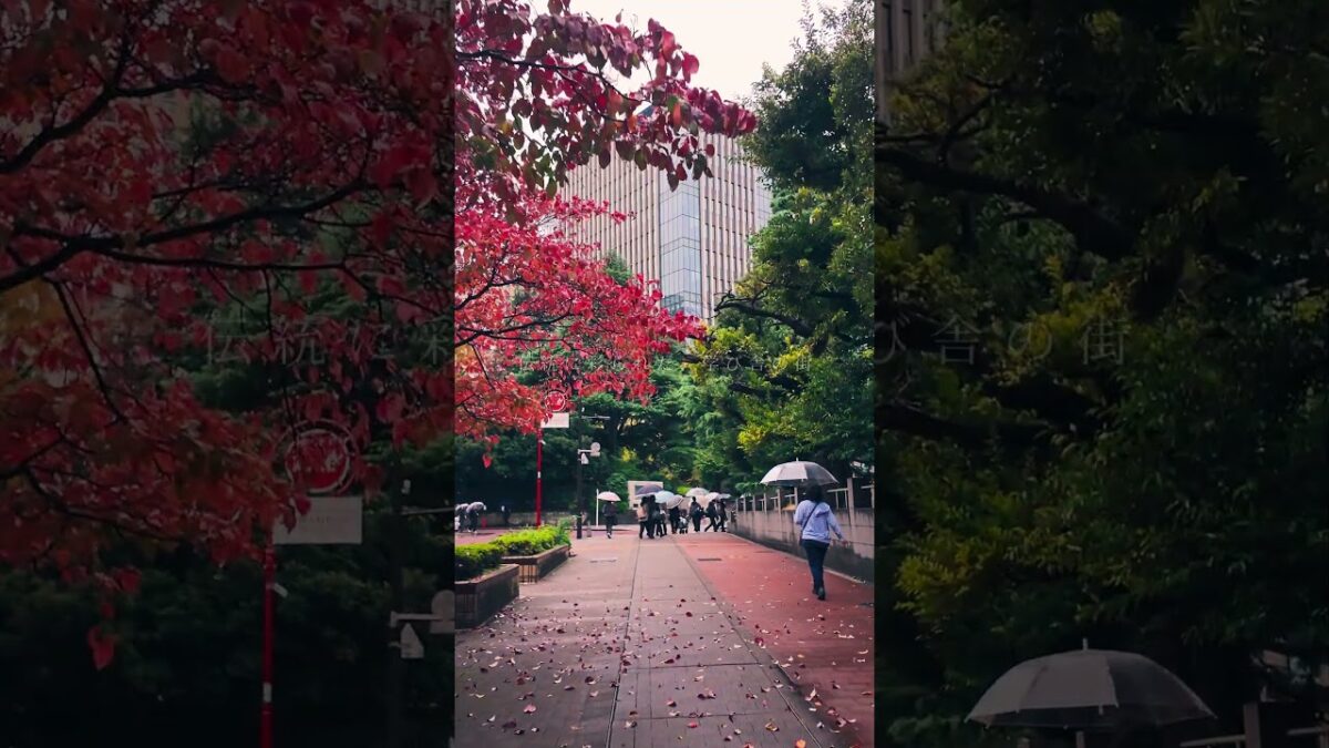 【4K散歩】雨音と歩く静寂の東京。椿山荘から早稲田へ | Rainy Tokyo Walk #shorts