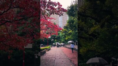 【4K散歩】雨音と歩く静寂の東京。椿山荘から早稲田へ | Rainy Tokyo Walk #shorts