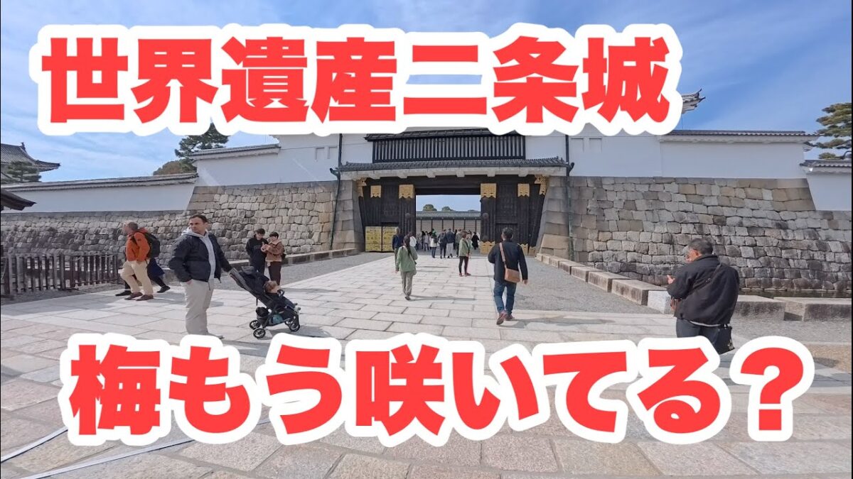 【4K】2026年2月14日（土）【最新情報】世界遺産二条城の梅、もう咲いてる？