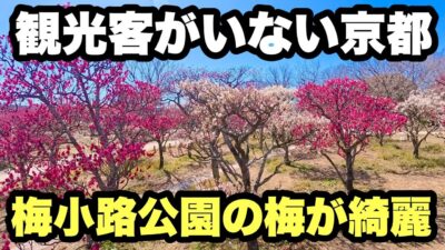 【4K】2026年2月17日（火）観光客がいない京都梅小路公園の梅が想像以上に綺麗過ぎた。
