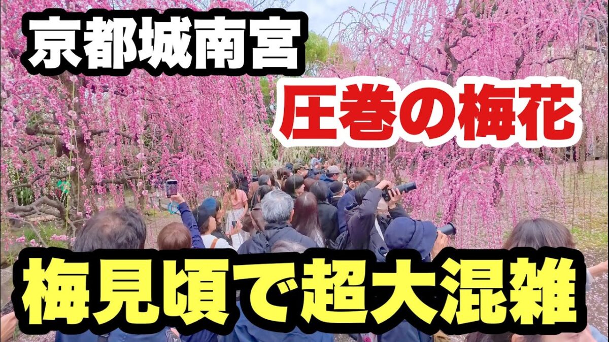 【4K】2026年2月26日（木）京都城南宮が梅見頃で超大混雑。圧巻の梅花に感激！